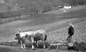 Земљорадња у Тршићу, крај Лознице, Србија