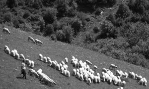 Стадо оваца на обронцима планине Гиљеве код Сјенице, Србија