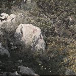 Вегетација: камен са лишћем у две боје, Дубровник, 23. октобар 1912. (фото www.albert-kahn.hauts-de-seine.fr)