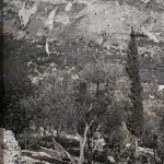 Тераса маслина, околина Дубровника, 23. октобар 1912. (фото www.albert-kahn.hauts-de-seine.fr)