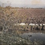 Патке спавају, околина Сарајева, 16. октобар 1912. (фото www.albert-kahn.hauts-de-seine.fr)