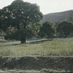 Велико дрвеће кестена, околина Охрида, мај 1913. (фото www.albert-kahn.hauts-de-seine.fr)