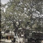Градски трг са стаблом старог јавора - Цинар, Охрид, мај 1913. (фото www.albert-kahn.hauts-de-seine.fr)