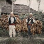 Два берача дувана на пољу пољопривредног добра Есад паше, Ретх, 17. октобар 1913. (фото www.albert-kahn.hauts-de-seine.fr)