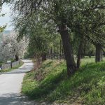 Крајпуташ Андрији Крсмановићу у Карану (фото Бојан Радојичић)