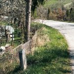 Крајпуташ Светиславу Трипковићу у Трнави (фото Бојан Радојичић)