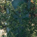 Споменик Петронију Мијатовићу на гробљу у Ћетеништу, Буар (фото Бојан Радојичић)