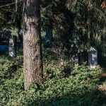 Гробље у Ћетеништу, Буар (фото Бојан Радојичић)