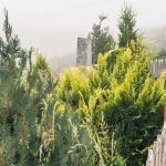 Крајпуташ Сретену Познановићу у Гостиници (фото Бојан Радојичић)