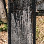 Споменик Владимиру Мурићу на гробљу код каранске Беле цркве (фото Бојан Радојичић)