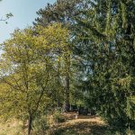 Гробље на потесу Ћитића вис у Карану (фото Бојан Радојичић)