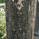 Споменик Обрену Игњатовићу на гробљу на потесу Ковачевина, Скржути (фото Бојан Радојичић)