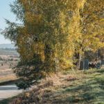 Крајпуташ Јовану Јањићу на Пониквама, Биоска (фото Бојан Радојичић)